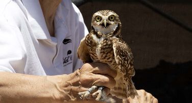 Burrowing Owl Conservation Project