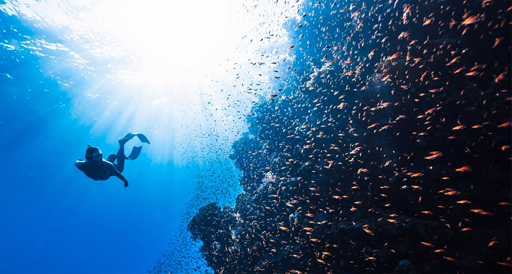 School of Ocean Futures Excellence Fund